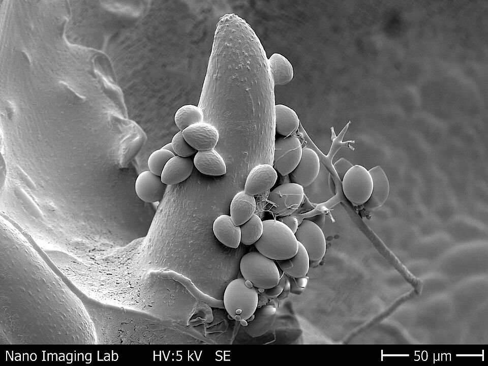 SEM image of a leave surface