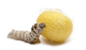 Picture of silkworm and silk cocoon